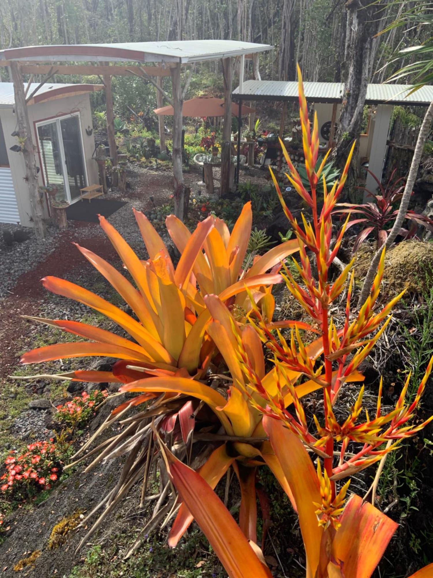 Exotic Garden Cottage At Amazing Volcano Fissure Mountain View Exterior photo