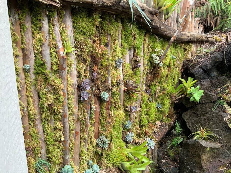 Exotic Garden Cottage At Amazing Volcano Fissure Mountain View Exterior photo